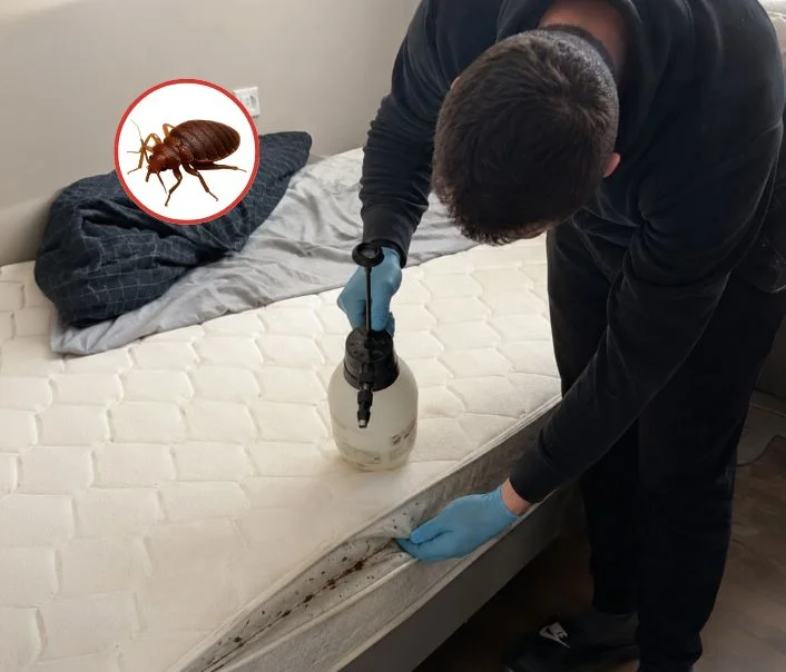 Technicien traitant un matelas contre les punaises de lit à Soindres